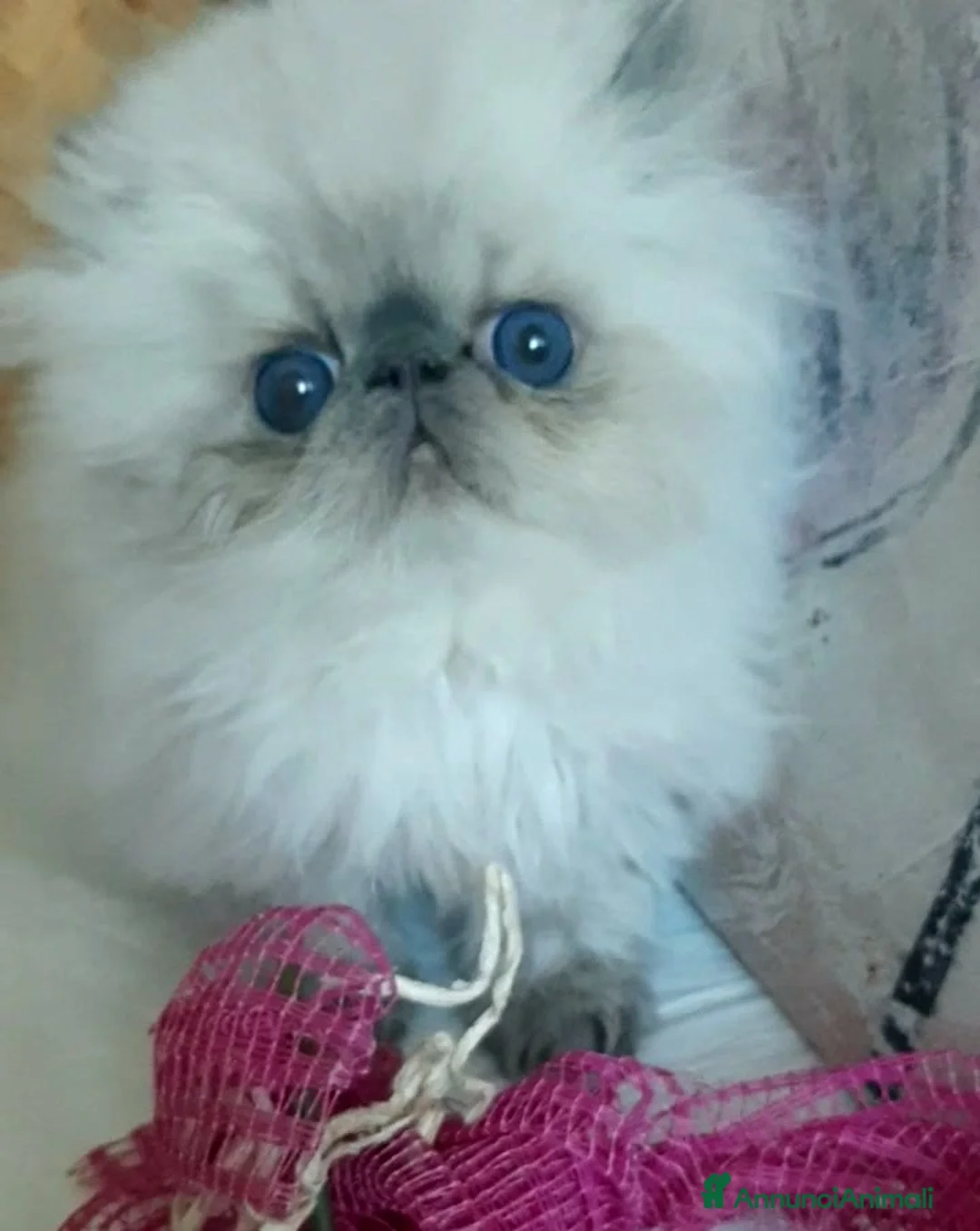 Persiano gatti in vendita: Disponibili cuccioli persiani altissima genealogia - Annuncio 4