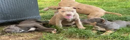 Pitbull cani in vendita: Pit Bull con pedigree, paghi anche a rate  - Annuncio 11