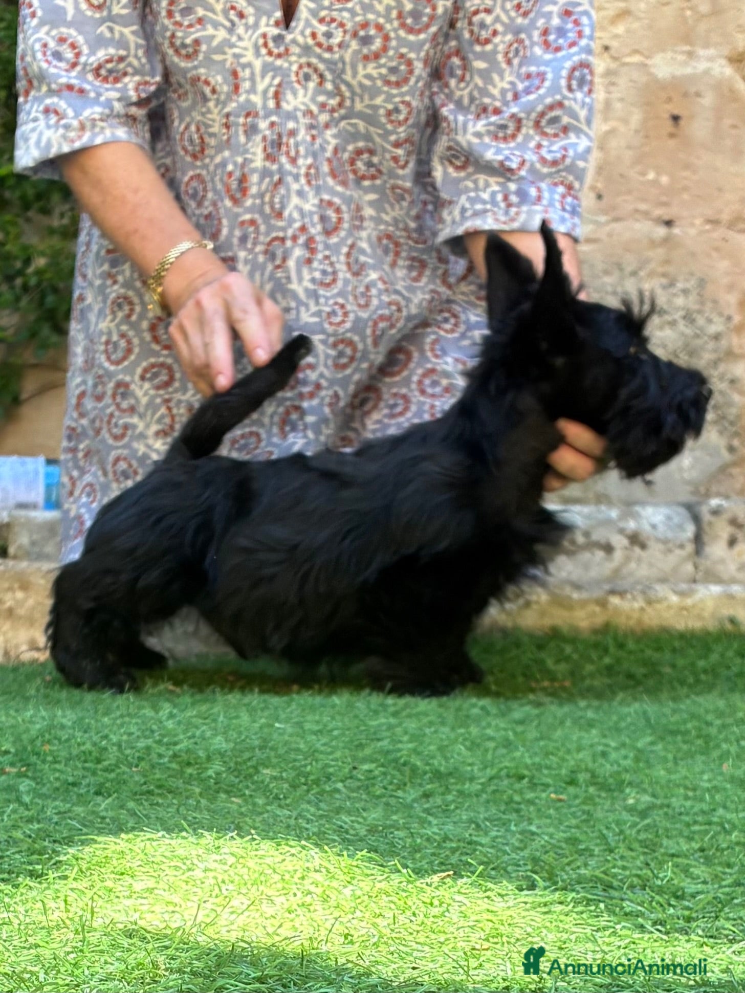 Scottish Terrier cani Scottish terrier - Annuncio 38