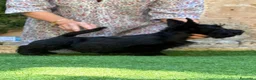 Scottish Terrier cani in vendita: Scottish terrier - Annuncio 1