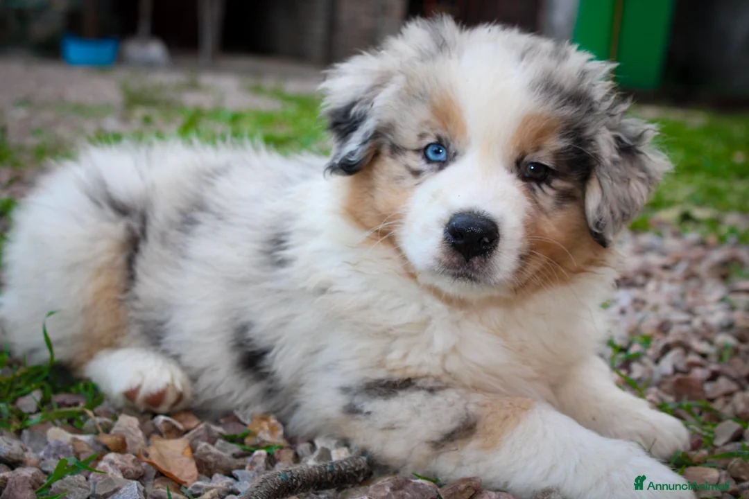 Immagine della galleria {{count}}