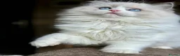 Ragdoll gatti in vendita: Adorabili Cuccioli Ragdoll - Annuncio 5