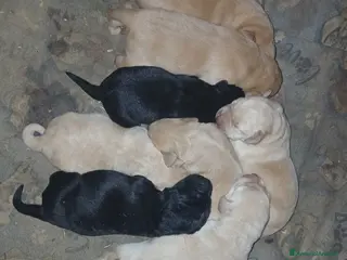 Labrador cani Cuccioli di labrador retriever puri - Annuncio 12