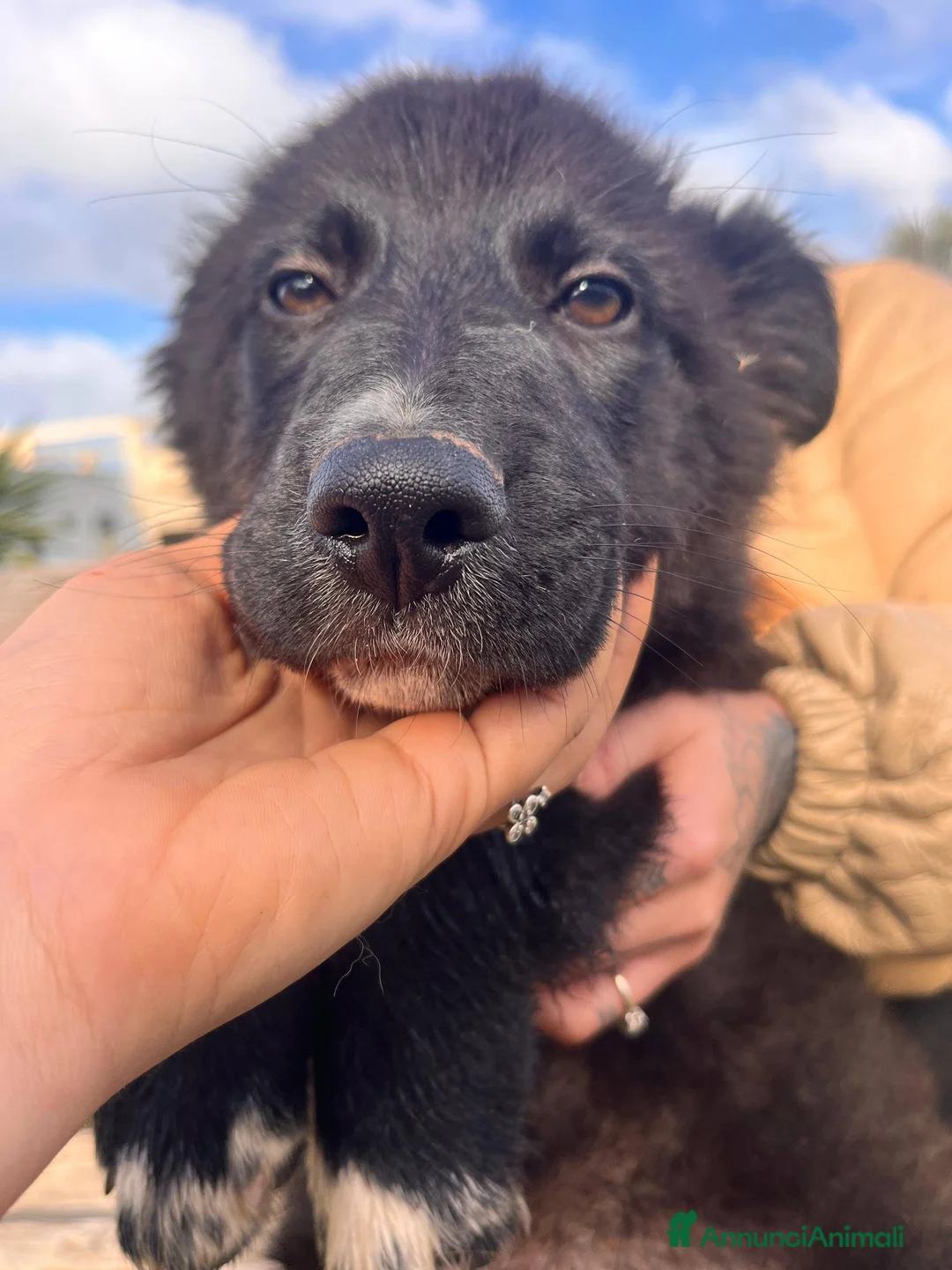 Meticcio cani in regalo: Cuccioli irresistibili in adozione - Annuncio 25