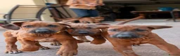 Rhodesian Ridgeback cani in vendita: Rhodesian Ridgeback da privato - femmina - Annuncio 3