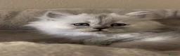 Persiano gatti in vendita: Gattini cuppioli persiano - Annuncio 3