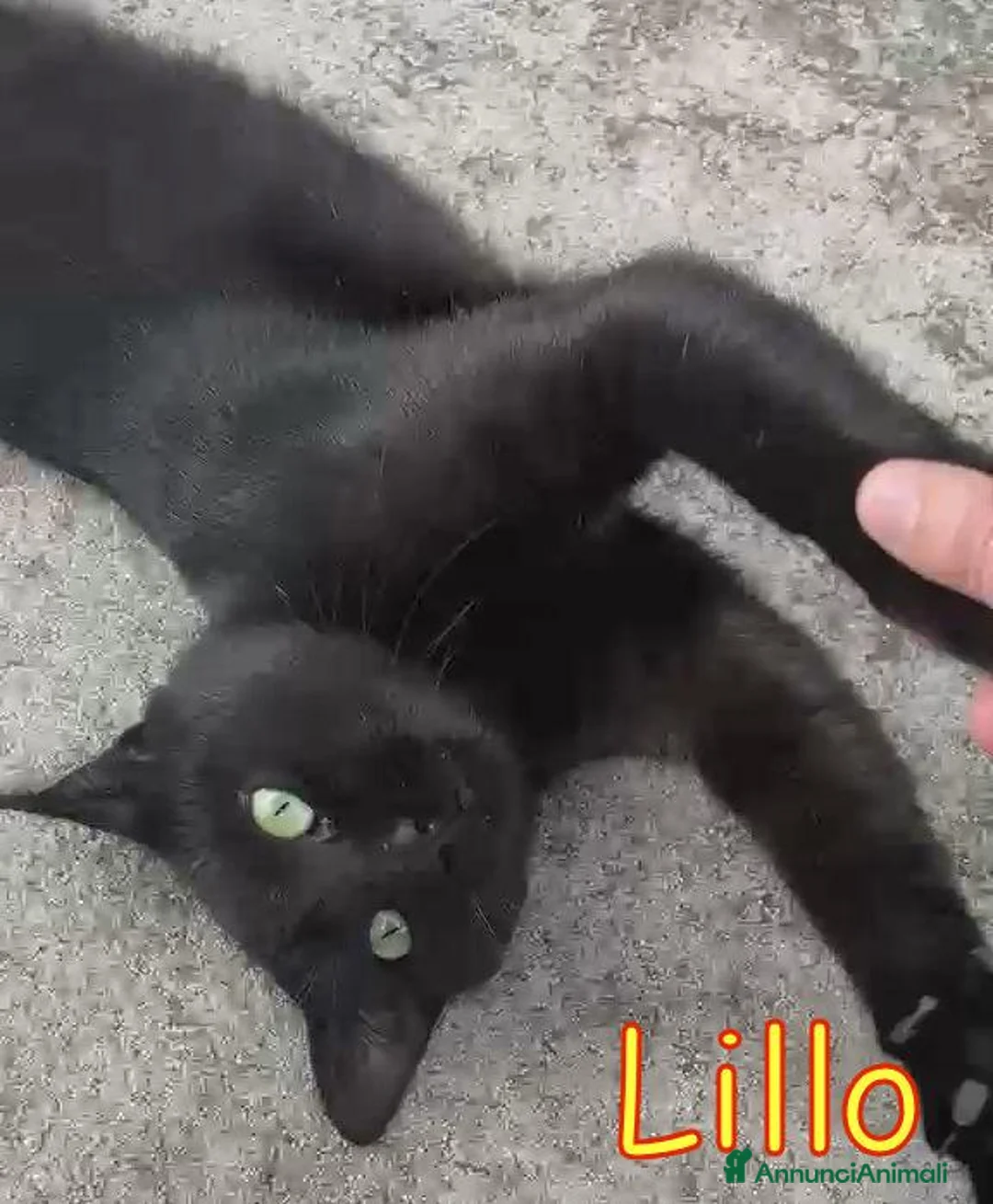 Europeo gatti in regalo: LILLO DOLCISSIMO  MICETTO NERO - Annuncio 2