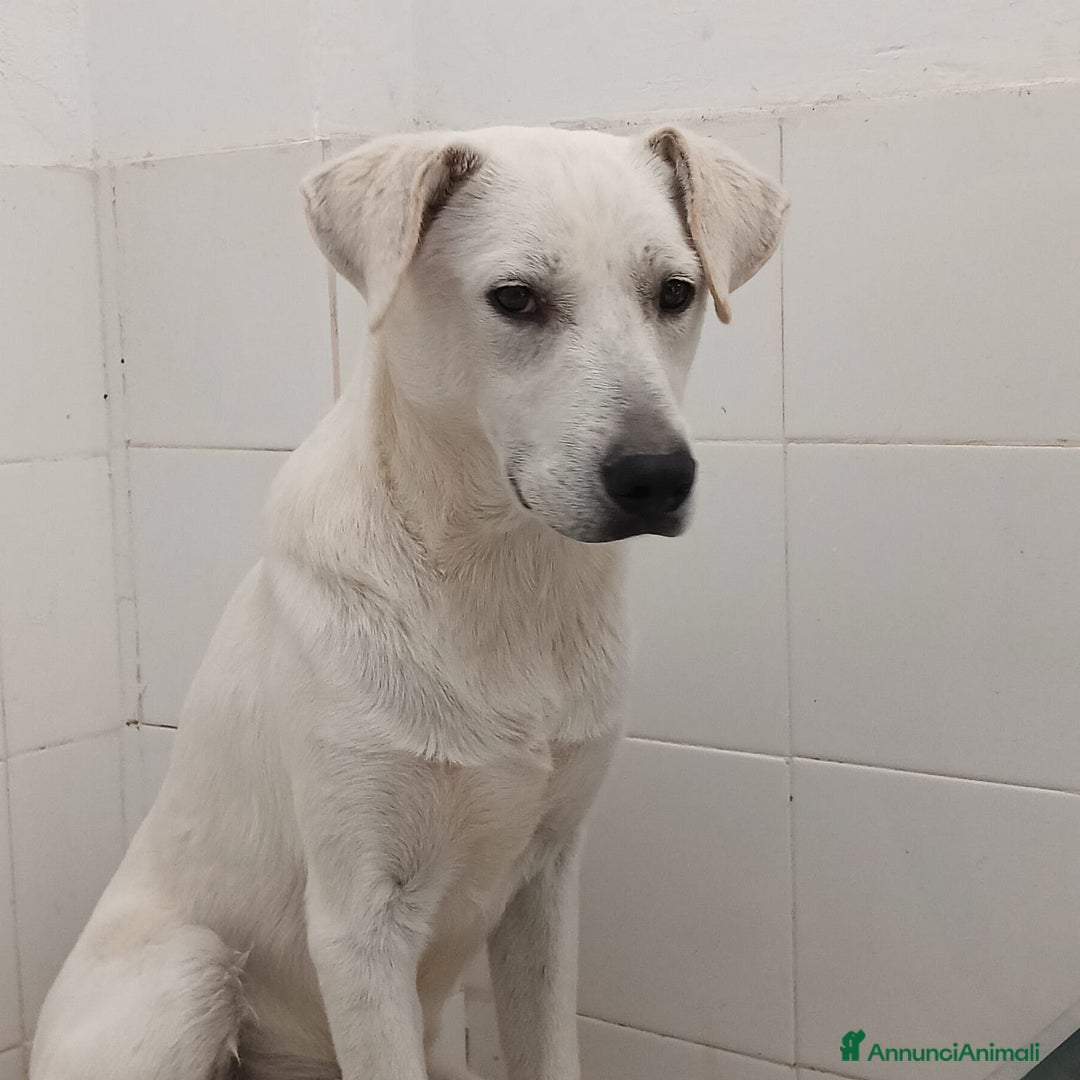 Meticcio cani in regalo: Jerry un cucciolo dalce curioso giocherellone - Annuncio 4