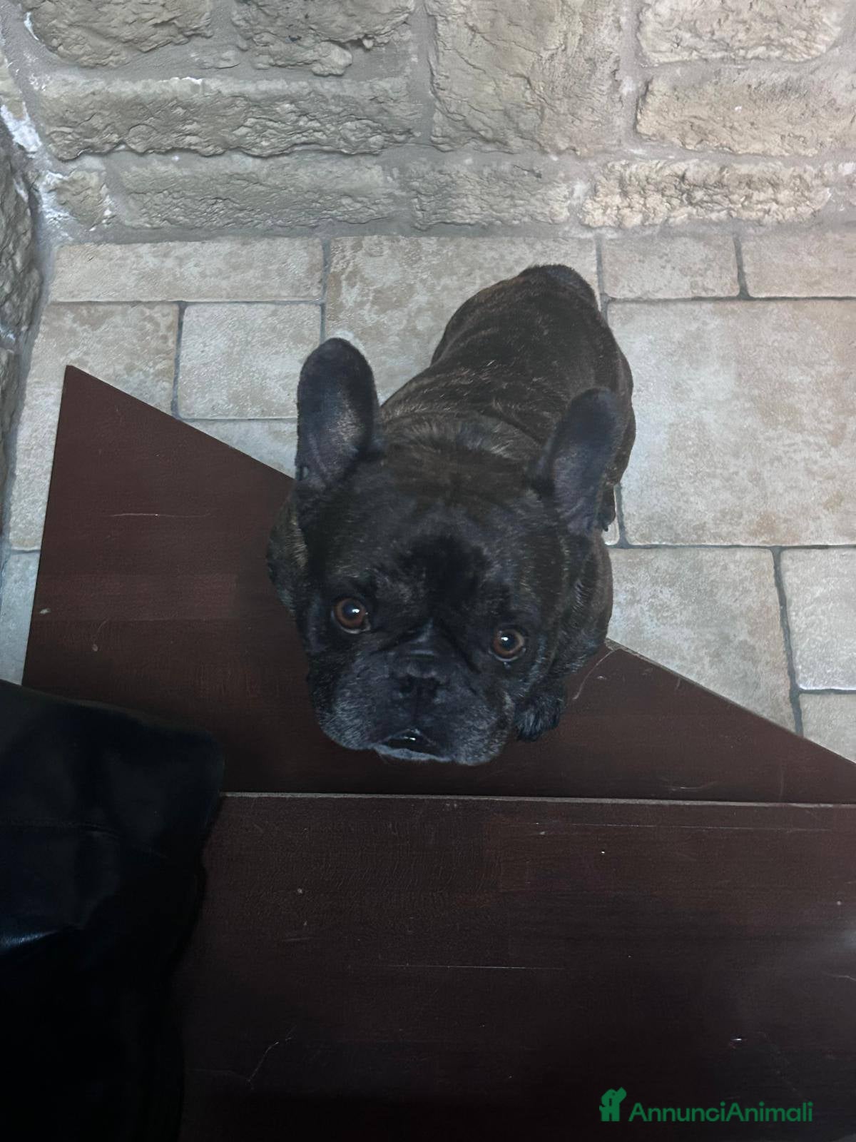 Bulldog Francese cani King tenerissimo bulldog francese - Annuncio 1