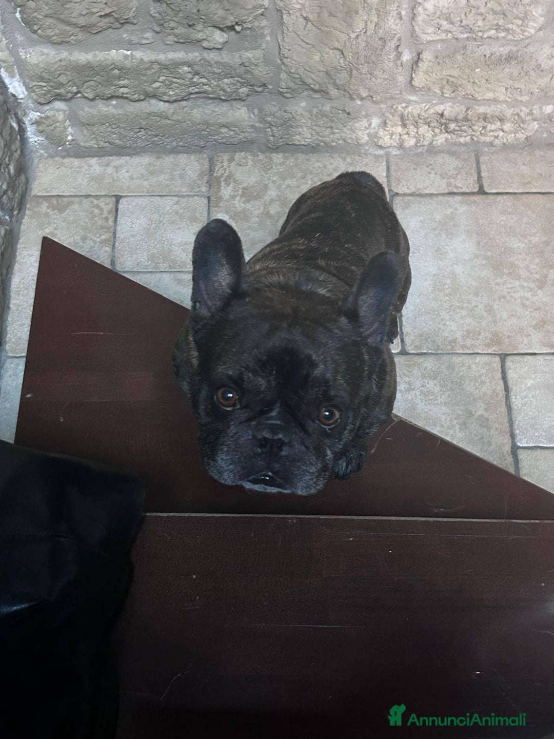 Bulldog Francese cani in regalo: King tenerissimo bulldog francese - Annuncio 1