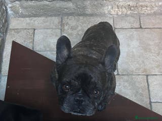Bulldog Francese cani King tenerissimo bulldog francese - Annuncio 1