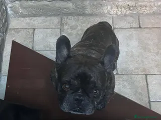 Bulldog Francese cani King tenerissimo bulldog francese - Annuncio 1