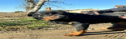 Rottweiler cani in regalo: Ares: 7 anni, Rottweiler equilibrato, socievole  a Città Metropolitana di Genova - Annuncio 28