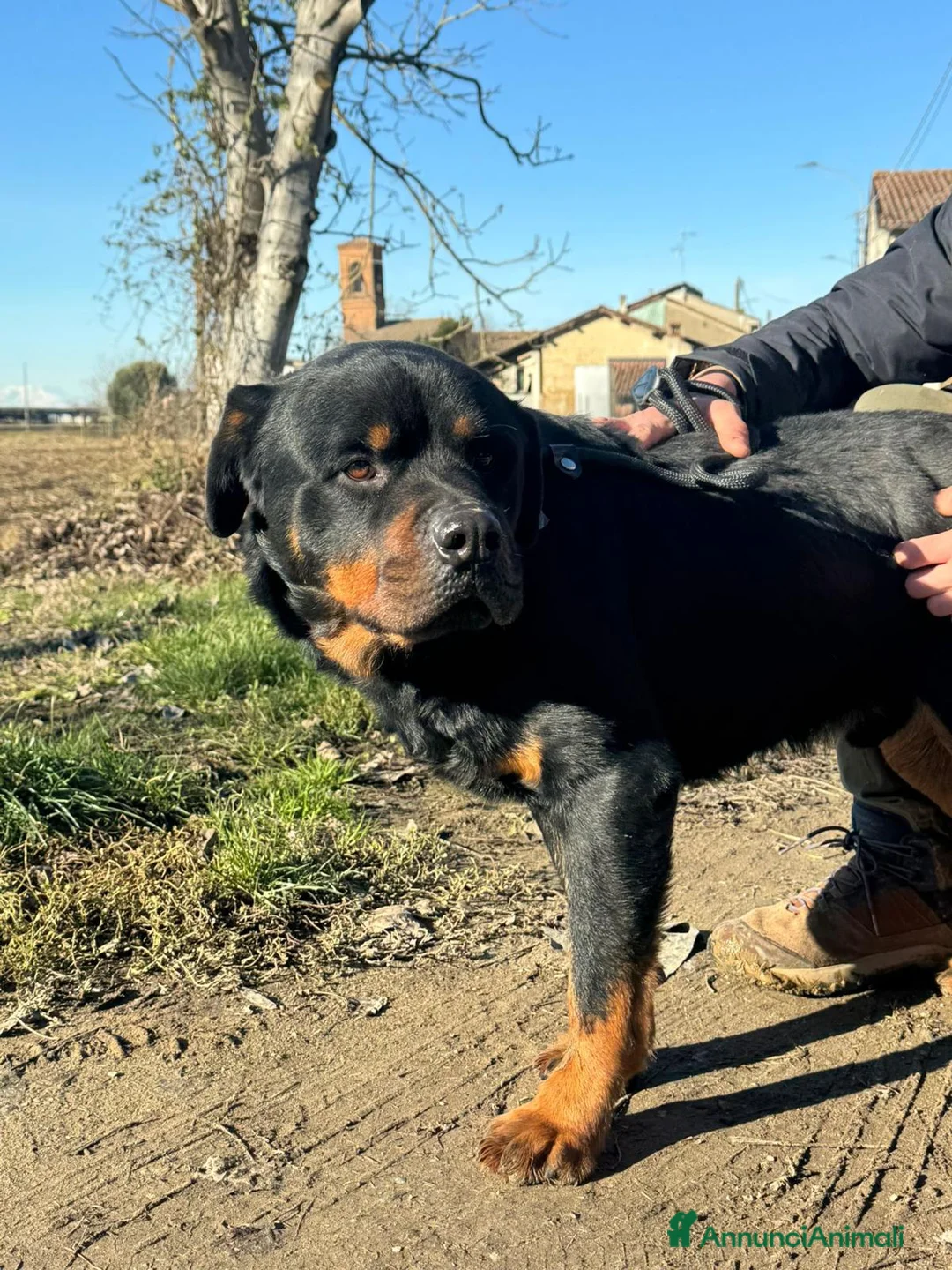 Rottweiler cani in regalo: Ares: 7 anni, Rottweiler equilibrato, socievole  a Città Metropolitana di Genova - Annuncio 28