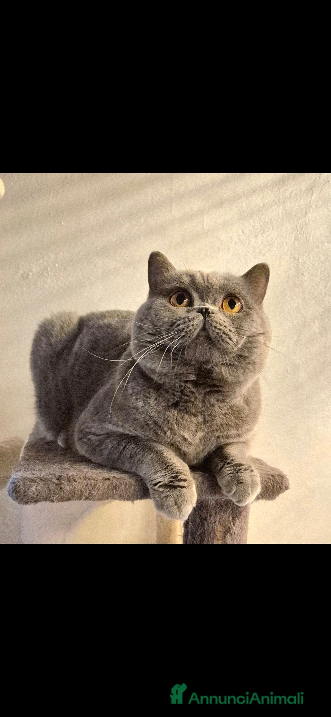 British gatti in vendita: British shorthair blu maschio - Annuncio 1