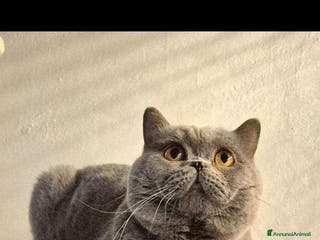 British gatti British shorthair blu maschio - Annuncio 14