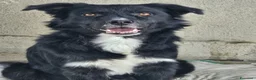 Meticcio cani in regalo:  Iron - Annuncio 7
