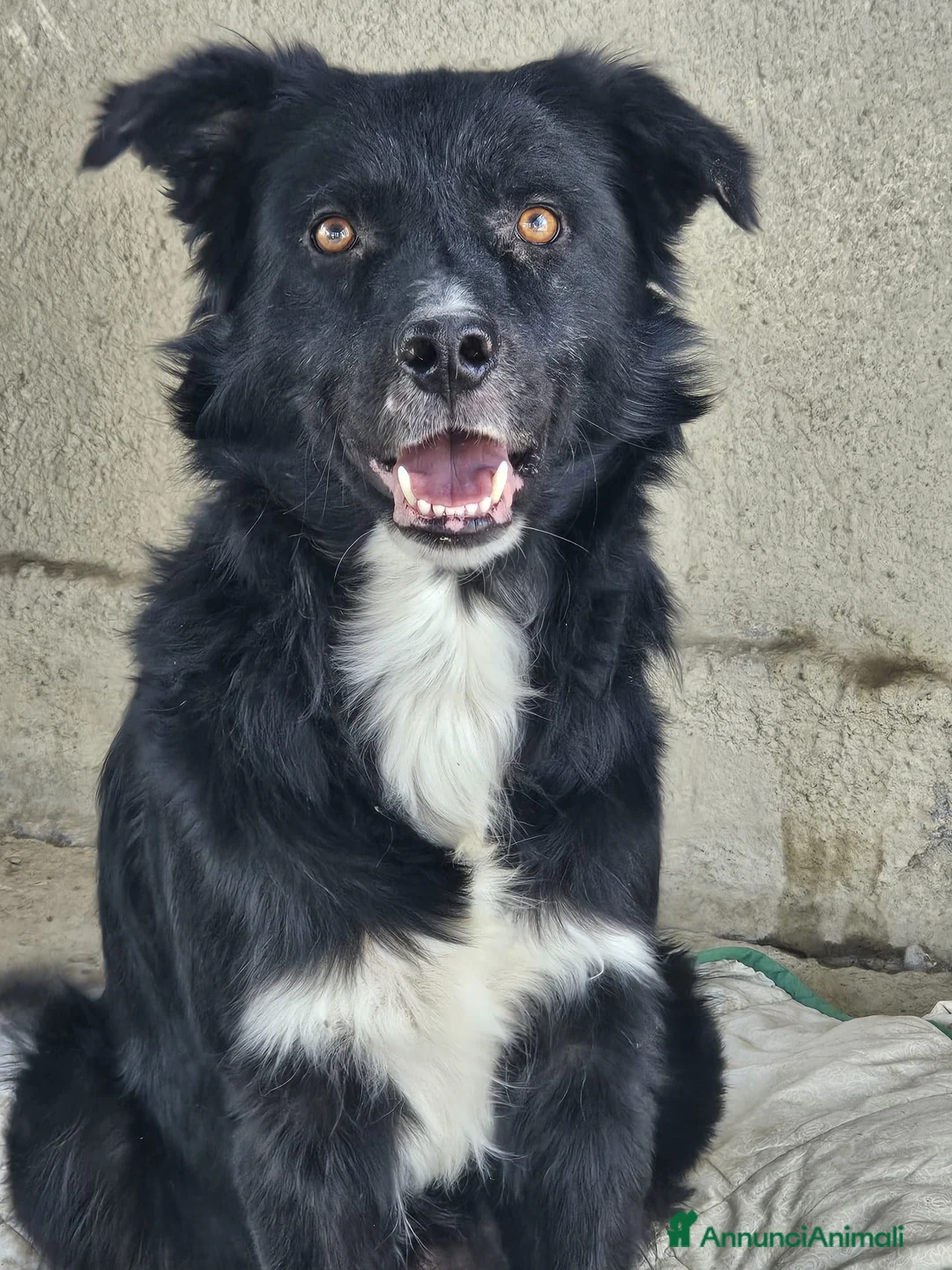 Meticcio cani in regalo:  Iron - Annuncio 7
