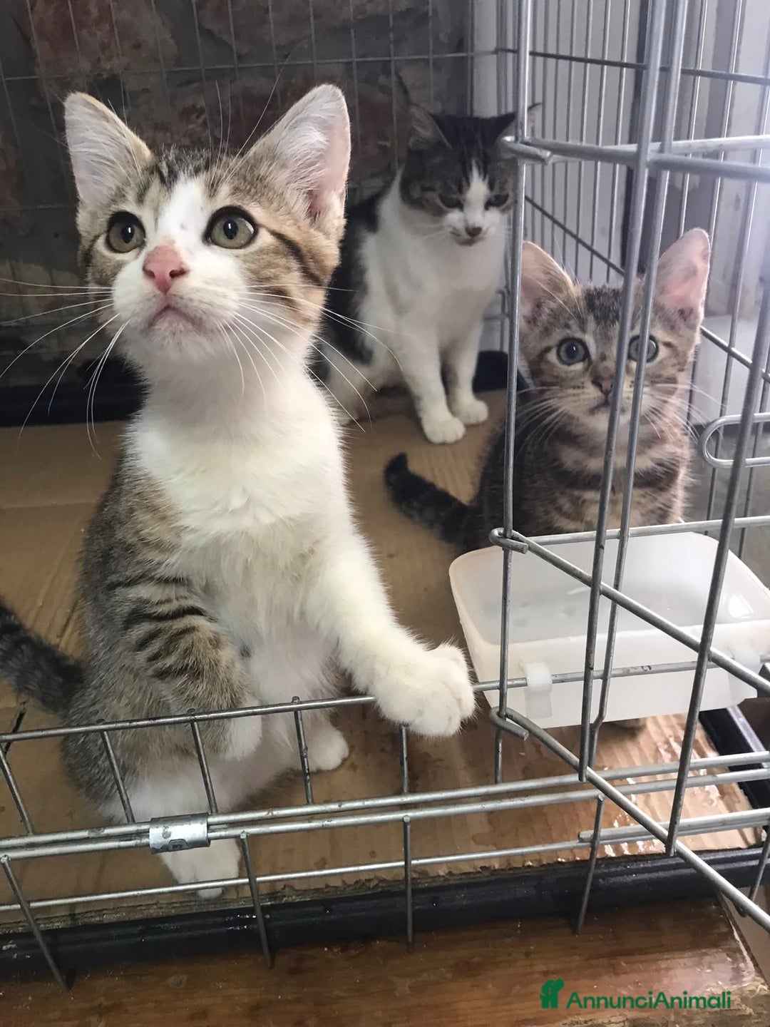 Europeo gatti in regalo: Romolo e remo - Annuncio 8