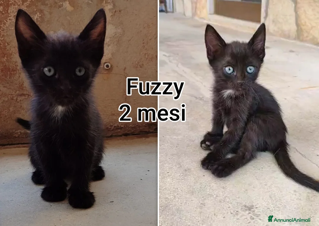 Altre razze gatti in regalo: Gattini in cerca d'amore  a Città Metropolitana di Bologna - Annuncio 12