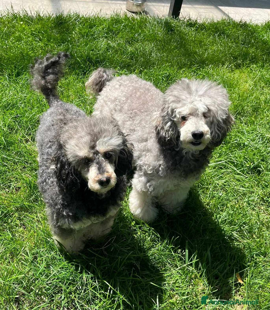 Barboncino cani in regalo: FRAGOLA & CILIEGIA, simpaticissime BARBOCINE - Annuncio 1