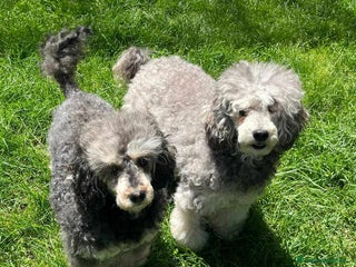 Barboncino cani FRAGOLA & CILIEGIA, simpaticissime BARBOCINE - Annuncio 1