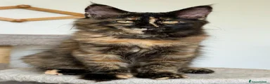 Maine Coon 2
