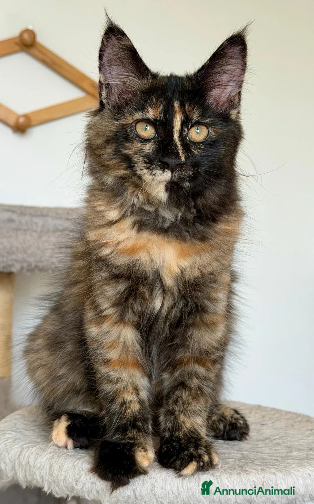 Maine Coon gatti in vendita: Cuccioli Maine Coon pedigree - Annuncio 4