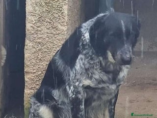 Meticcio cani Sam 7anni depresso mollato in strada.PUGLIA a Città metropolitana di Milano - Annuncio 9