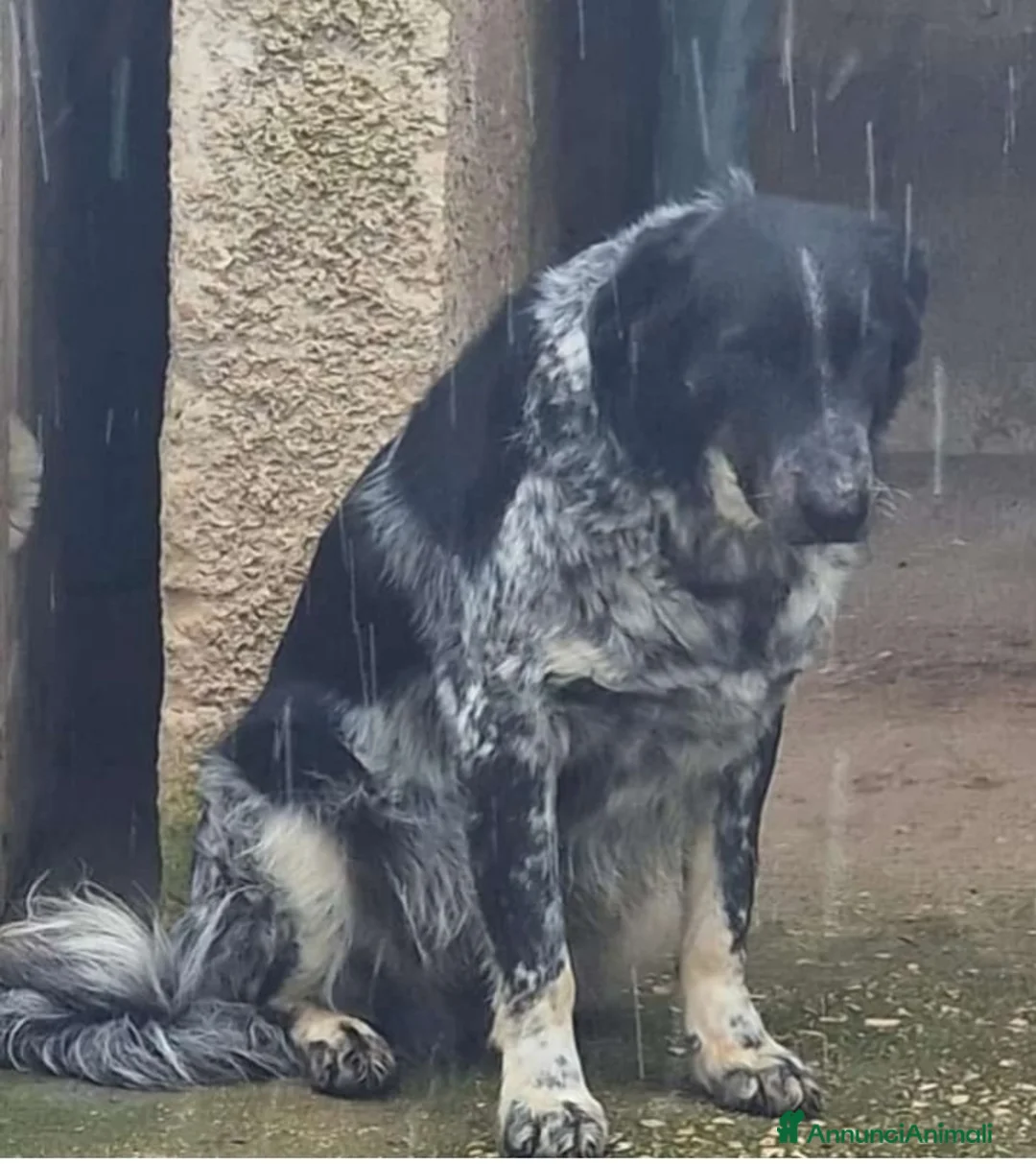 Meticcio cani in regalo: Sam 7anni depresso mollato in strada.PUGLIA a Città metropolitana di Milano - Annuncio 1