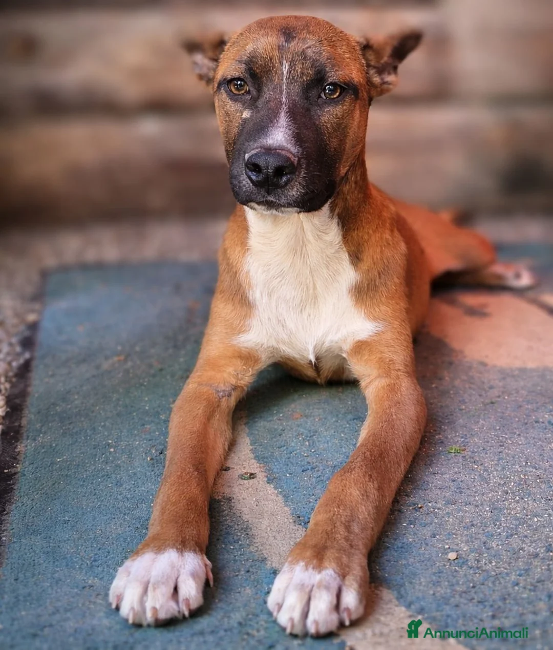 Meticcio cani in regalo: Spud . - Annuncio 1