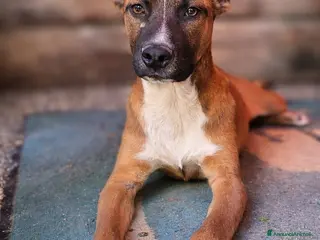 Meticcio cani Spud . - Annuncio 30