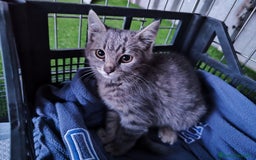 Europeo gatti in regalo: 🐾 Nìva, 3 Mesi, cerca casa! 🏡 a Provincia di Caserta - Immagine 7