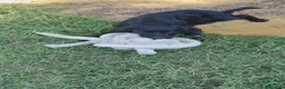 Meticcio cani in regalo: KEYLI cucciola taglia medio piccola - Annuncio 18
