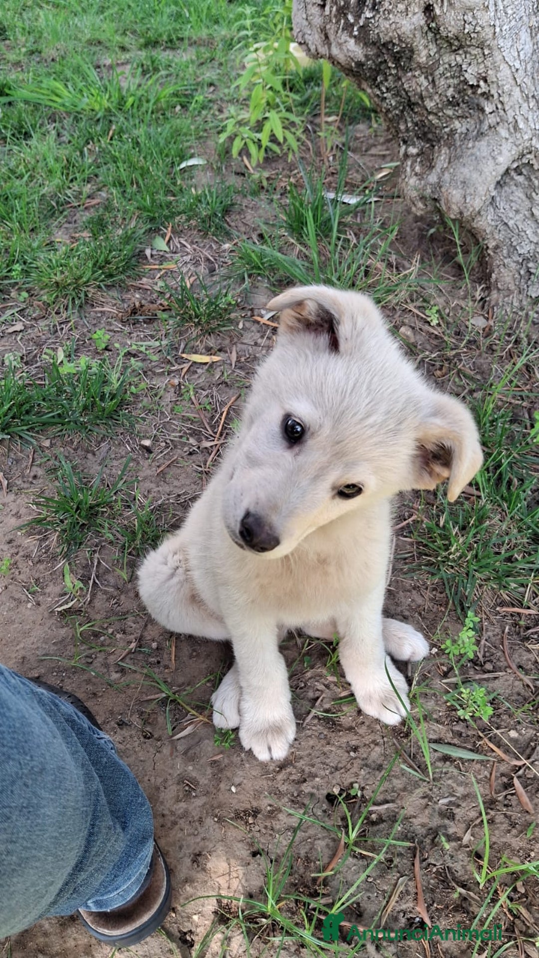 Meticcio cani in regalo: SID 💙-cucciolo “orsetto lanoso” cerca la sua casa a Città metropolitana di Milano - Immagine 5