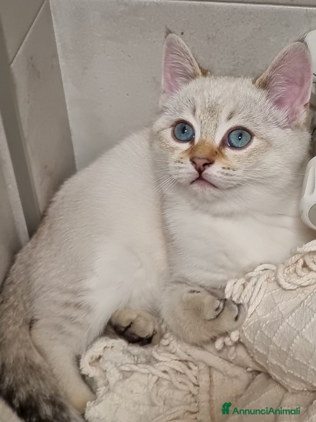 Bengala gatti in vendita: Incrocio Scottish/Bengala  - Annuncio 3