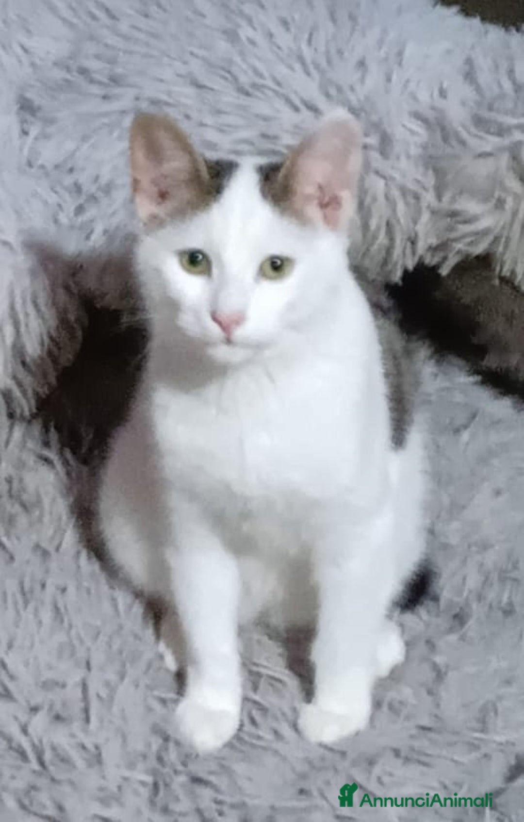 Europeo gatti in regalo: 3 moschettieri  - Annuncio 3