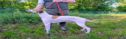 Pointer cani in vendita: Pointer inglese cuccioli altissima genealogia  a Provincia di Lodi - Annuncio 6