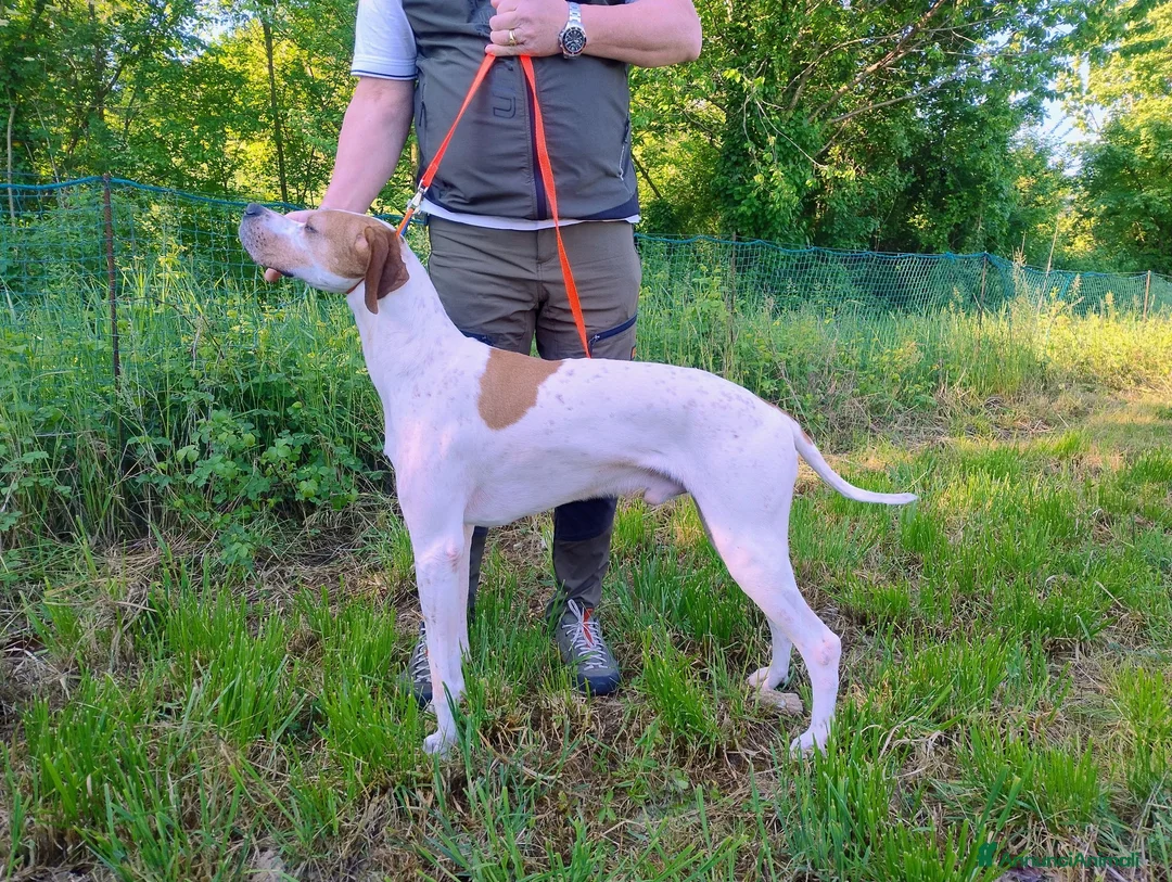 Pointer cani in vendita: Pointer inglese cuccioli altissima genealogia  a Provincia di Lodi - Annuncio 6