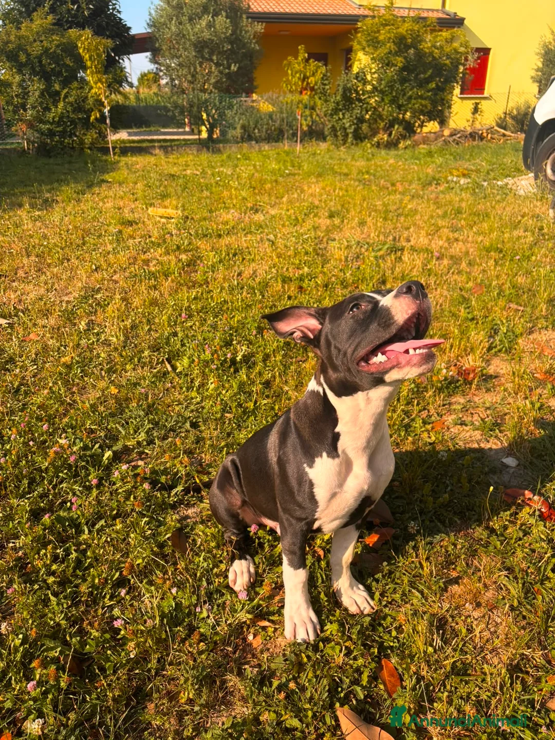 American Staffordshire cani in vendita: American staffordshire terrier a Provincia di Padova - Annuncio 2