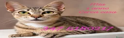 Europeo gatti in regalo: Cuccioli di gattini in adozione - Annuncio 2
