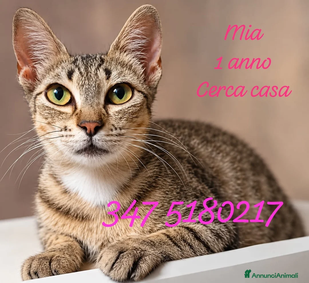 Europeo gatti in regalo: Cuccioli di gattini in adozione - Annuncio 2