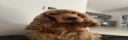Cocker cani per accoppiamento: Fantastico cocker spaniel inglese   - Annuncio 12