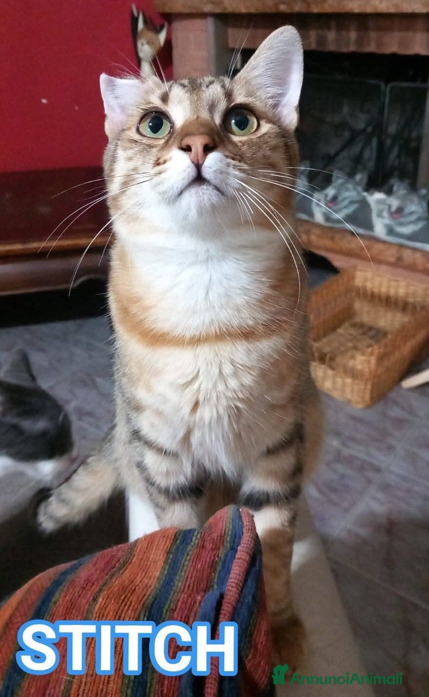 Europeo gatti Dolcissimo micino da adottare, STITCH ! - Annuncio 14