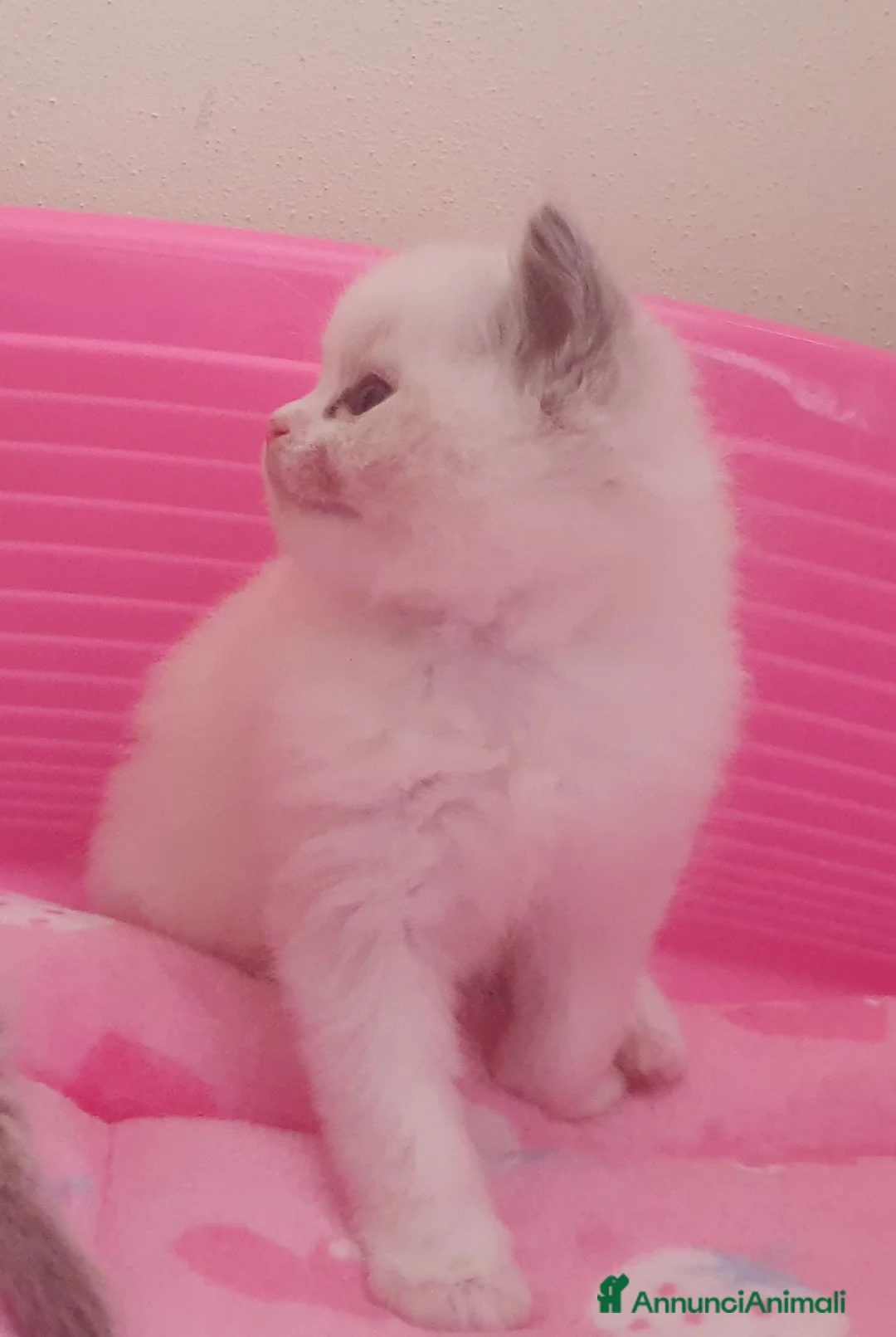 Ragdoll gatti in vendita: Ragdoll cuccioli con pedigree  - Annuncio 7