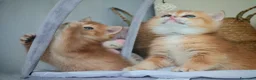 Scottish gatti in vendita: Straordinari Cuccioli Scottish - Annuncio 13