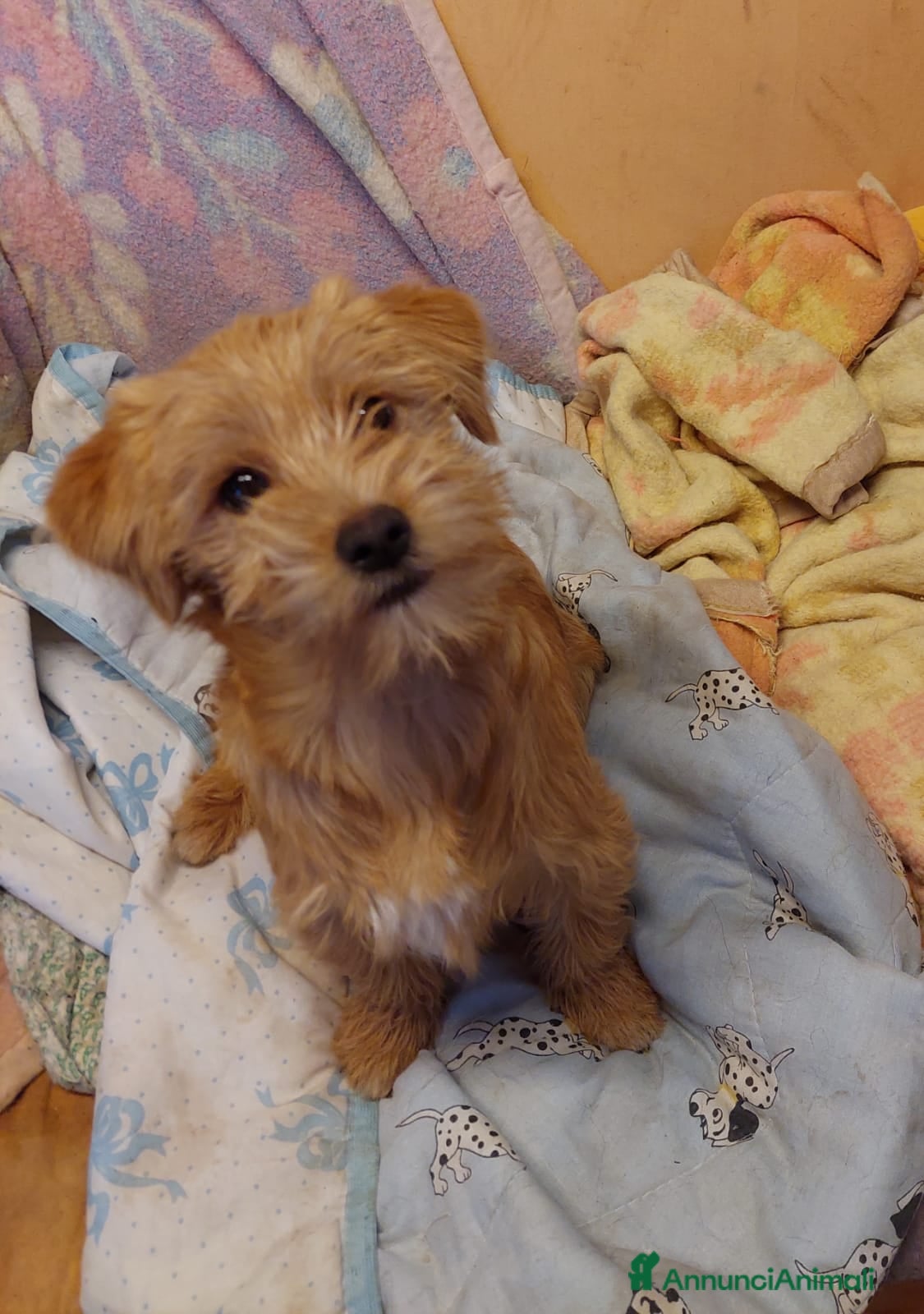 Meticcio cani Bobby, cucciolino simpatico aspetta una famiglia - Annuncio 2