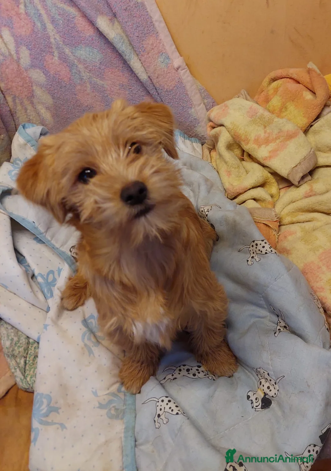 Meticcio cani in regalo: Bobby, cucciolino simpatico aspetta una famiglia - Annuncio 2