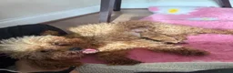 Barboncino Toy cani in vendita: Barboncini Toy di linea asiatica disponibili - Annuncio 22