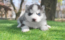 Husky cani in vendita: Cucciolo di Siberian Husky a Provincia di Pavia - Immagine 1
